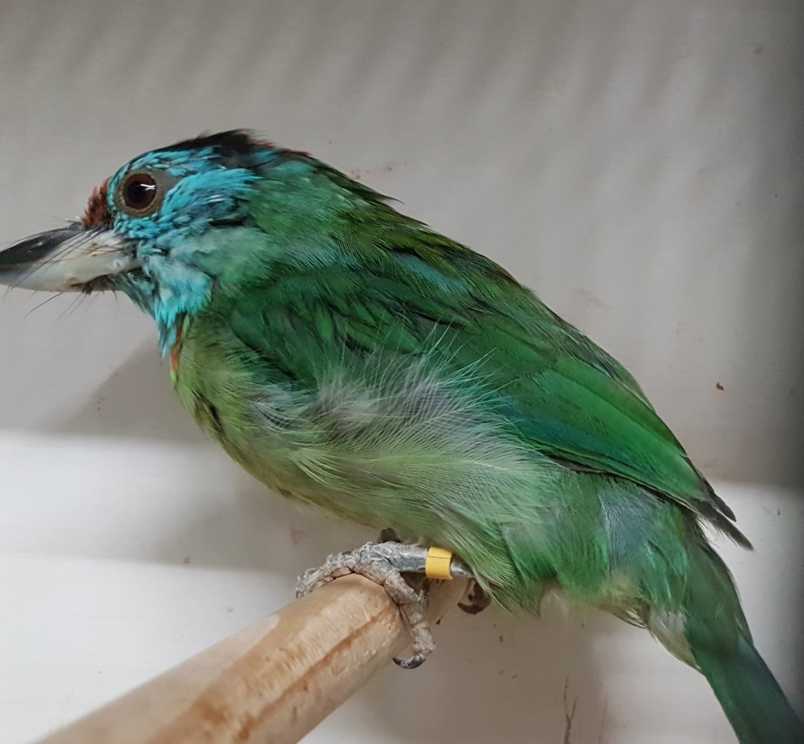 Blue-throated barbet - Megalaima asiatica