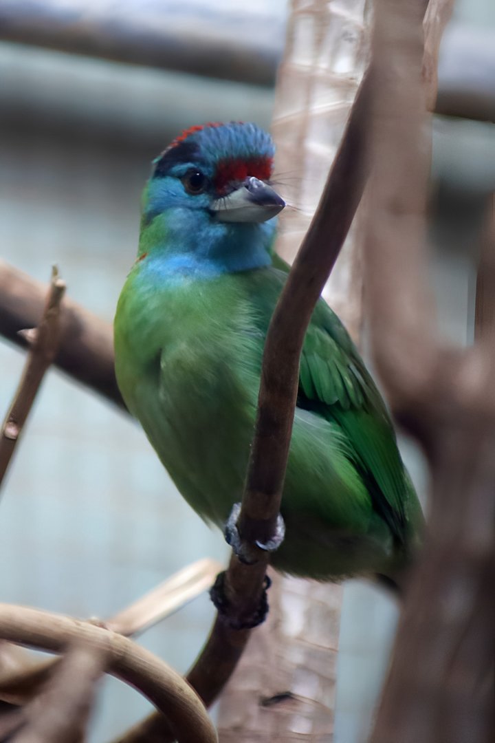 Blue-throated Barbet (Megalaima asiatica)