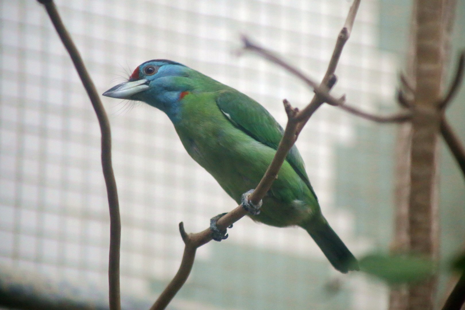 Blue-throated Barbet (Megalaima asiatica)