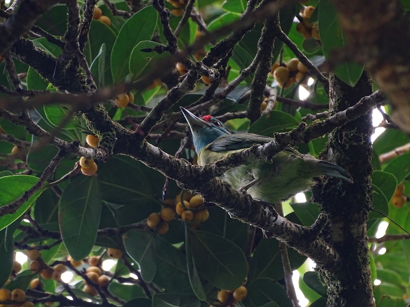 Blue-throated barbet (Psilopogon asiaticus davisoni)