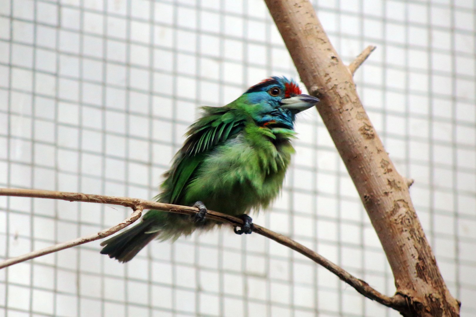 Blue-throated Barbet (Psilopogon asiaticus)