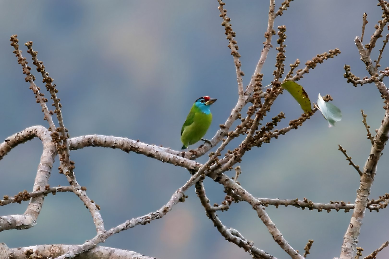 Blue-throated Barbet (Psilopogon asiaticus)