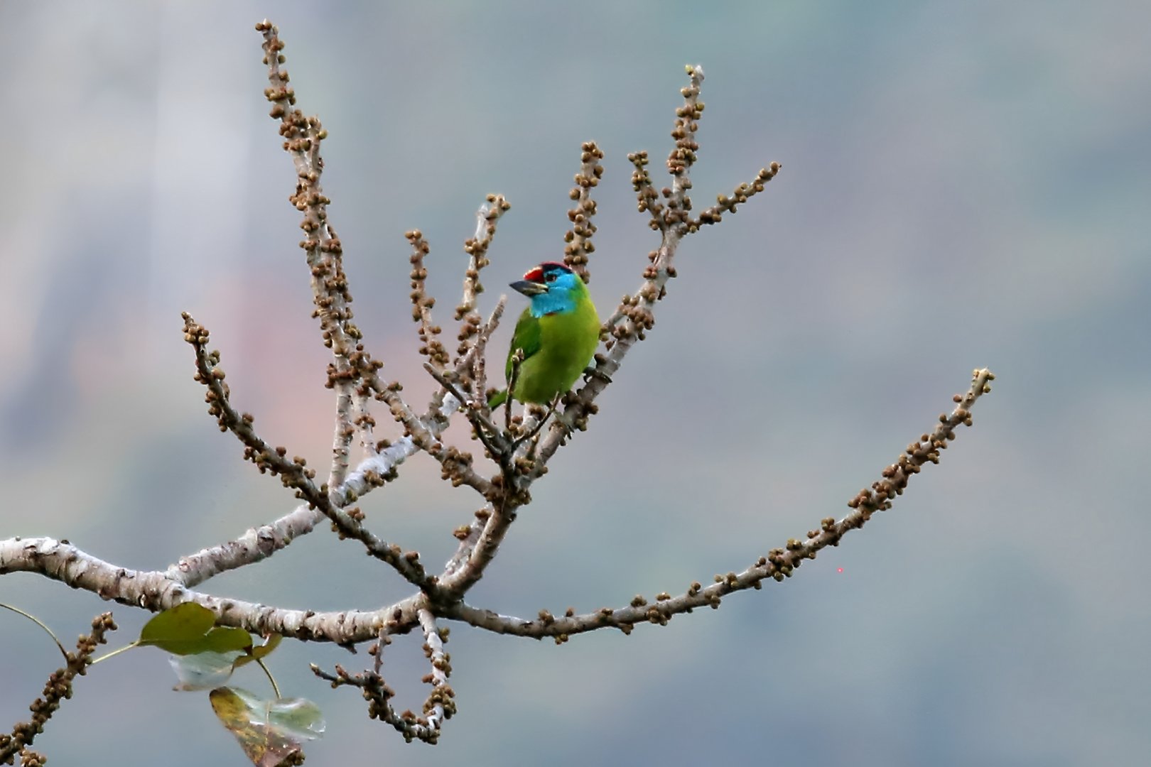 Blue-throated Barbet (Psilopogon asiaticus)