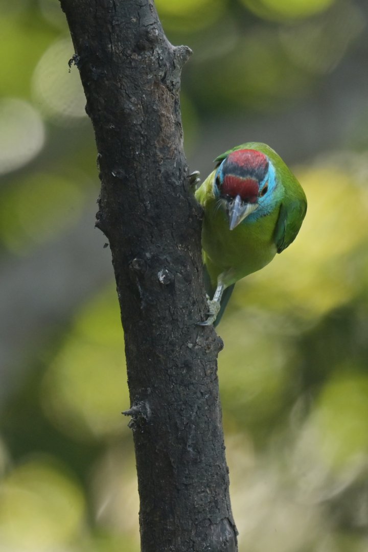 Blue-throated Barbet Psilopogon asiaticus