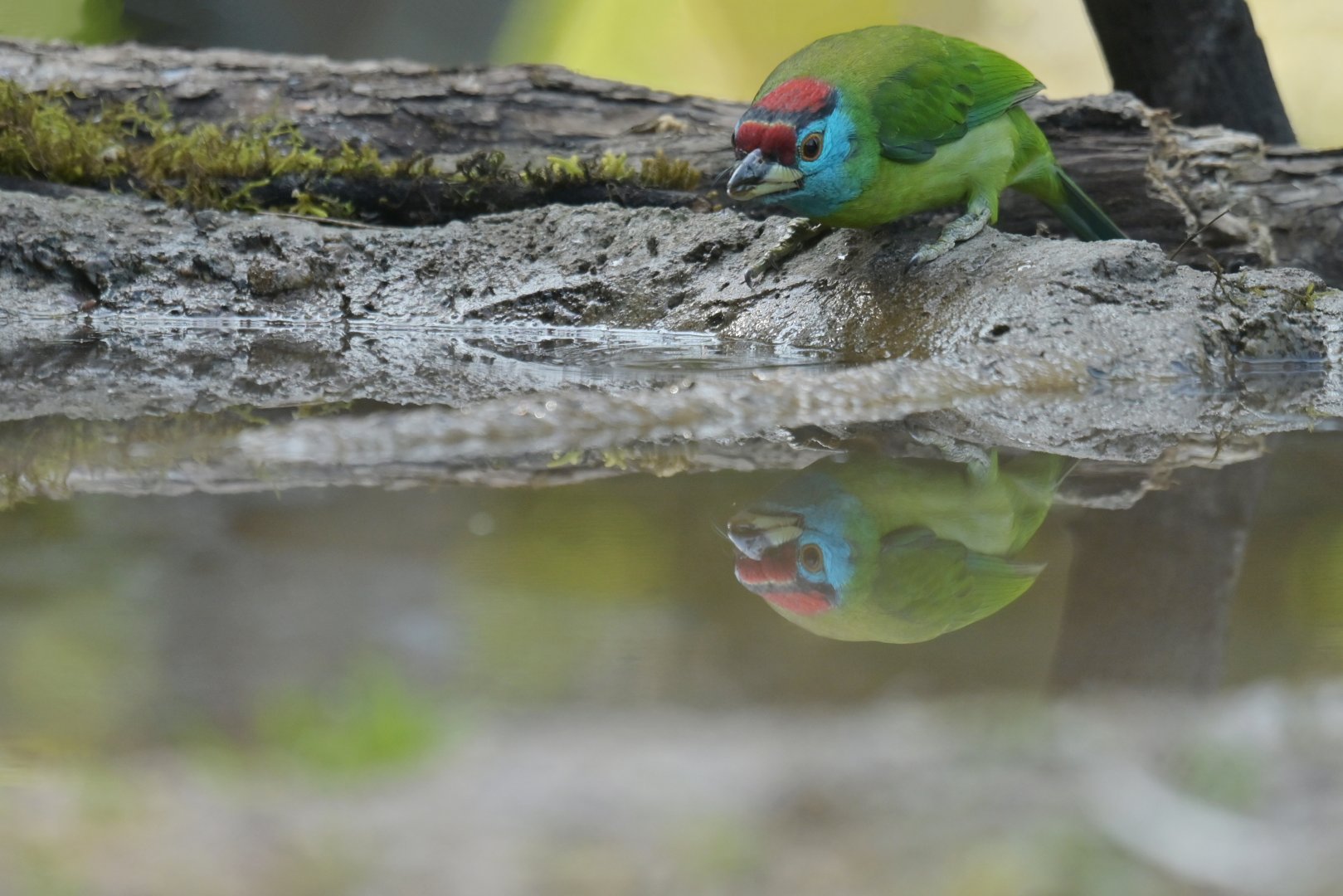 Blue-throated Barbet Psilopogon asiaticus