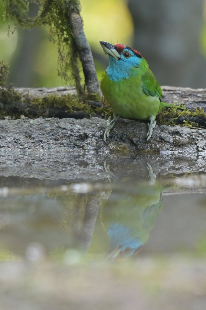 Blue-throated Barbet Psilopogon asiaticus