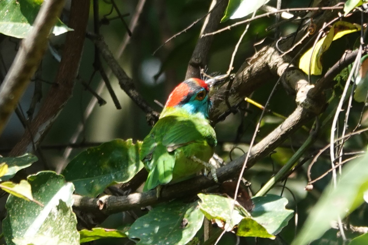 Blue-throated Barbet