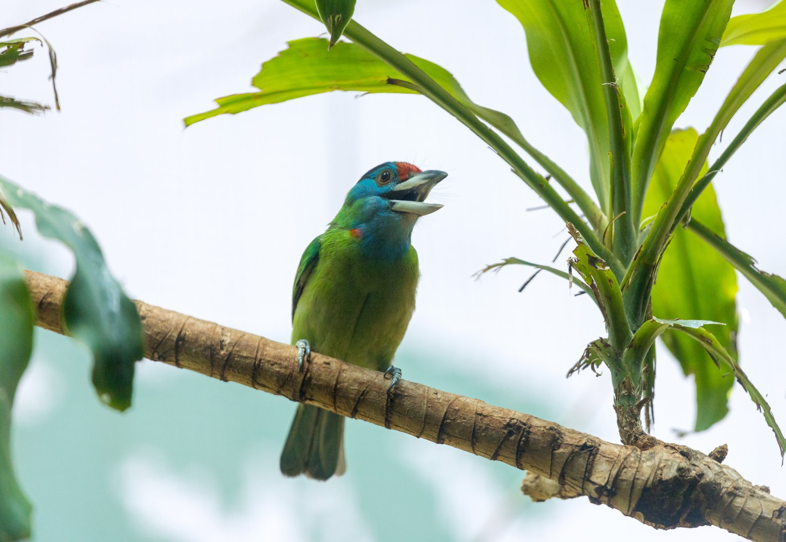 Blue-throated barbet