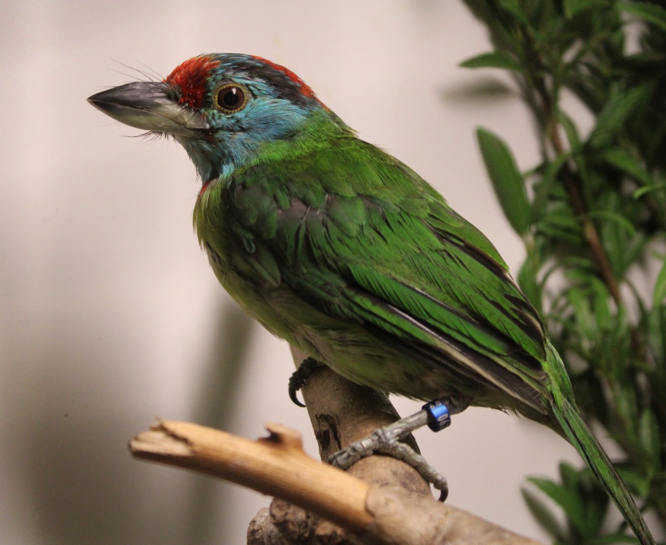 Blue-throated barbet