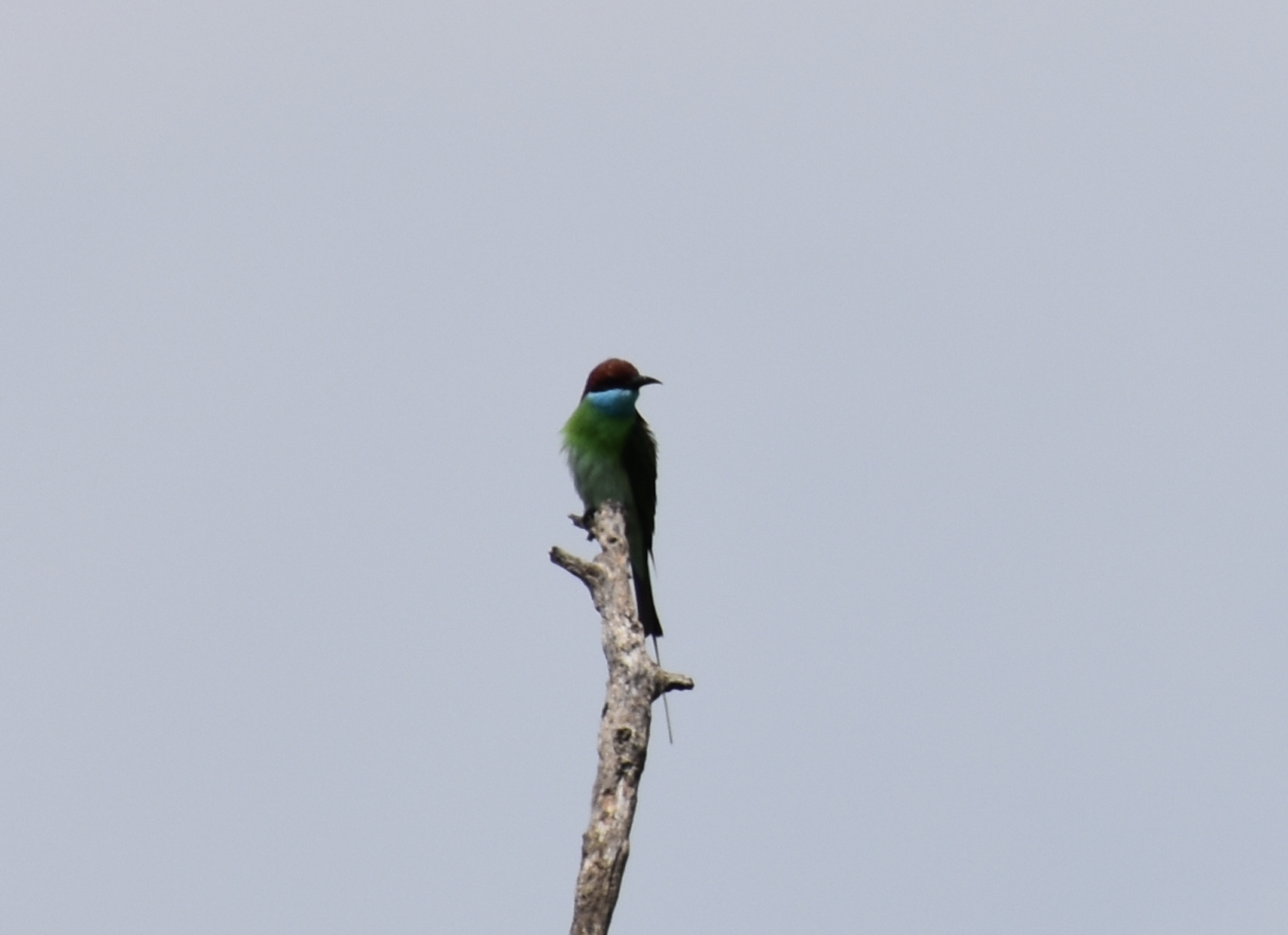 Blue Throated Bee Eater ~ Pasir Ris Park