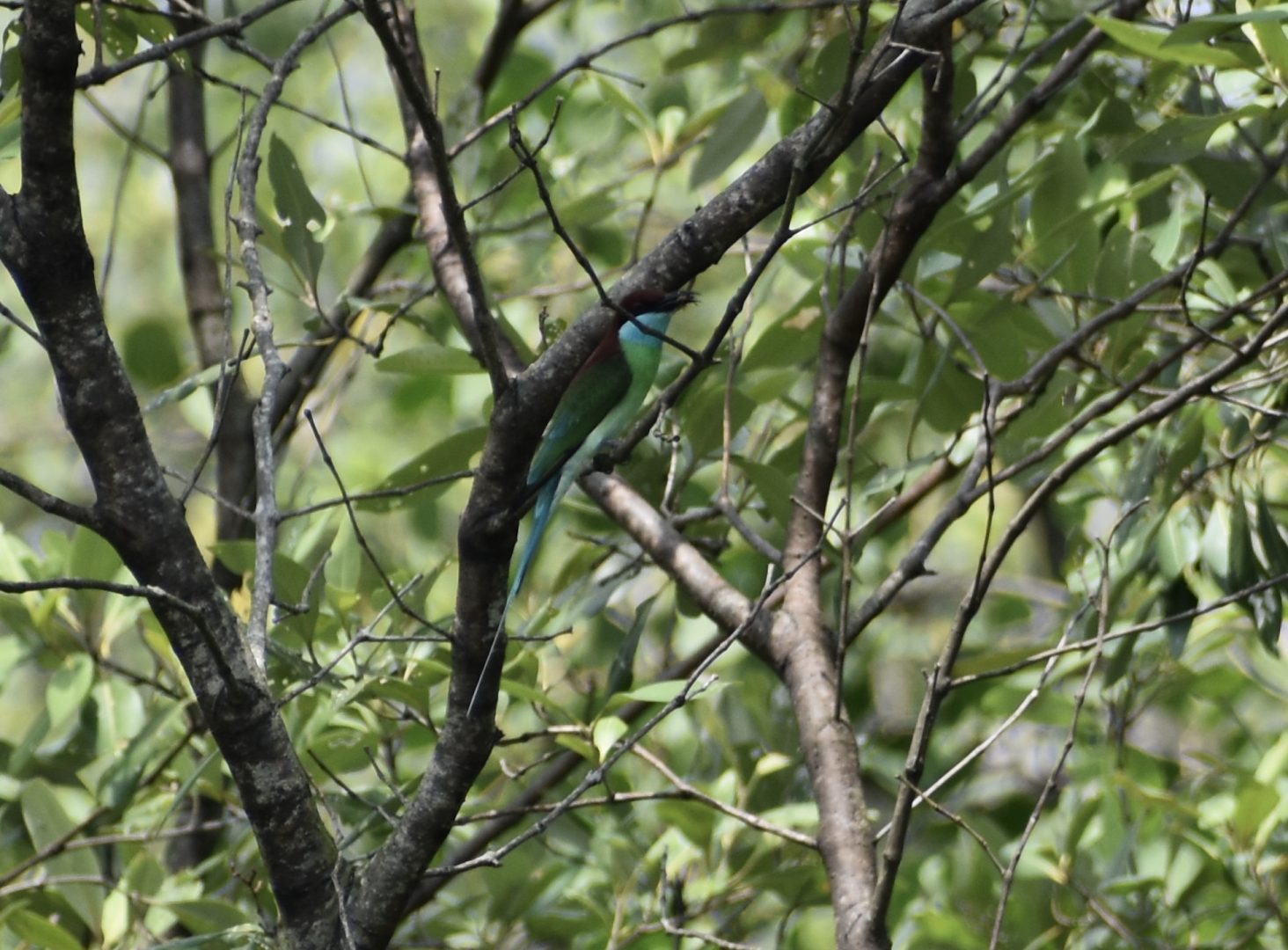 Blue Throated Bee Eater ~ Pasir Ris Park
