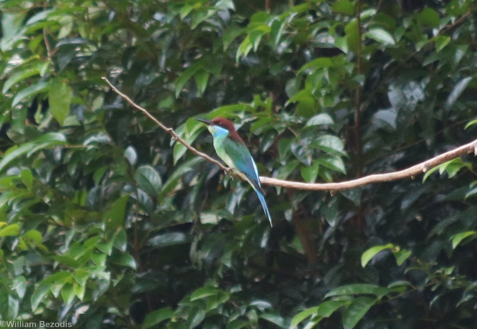 Blue-throated Bee-eater - Taman Negara