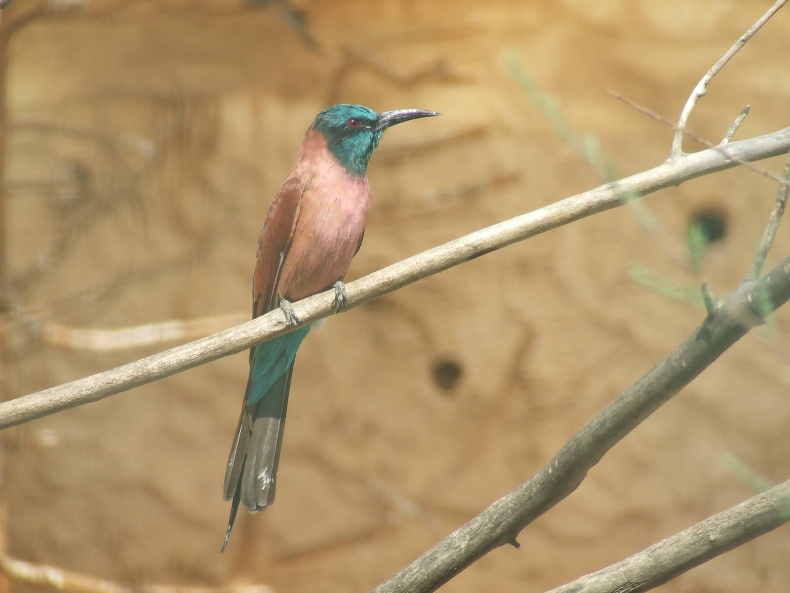 Blue throated bee-eater