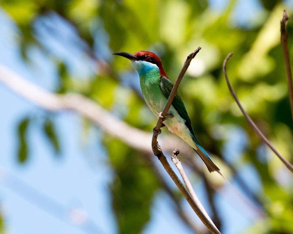 Blue-throated Bee-eater