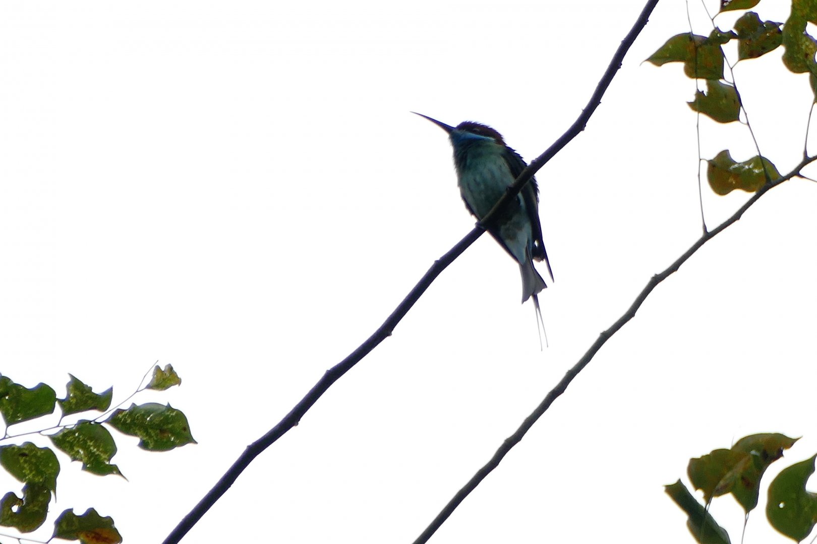 Blue-throated bee-eater