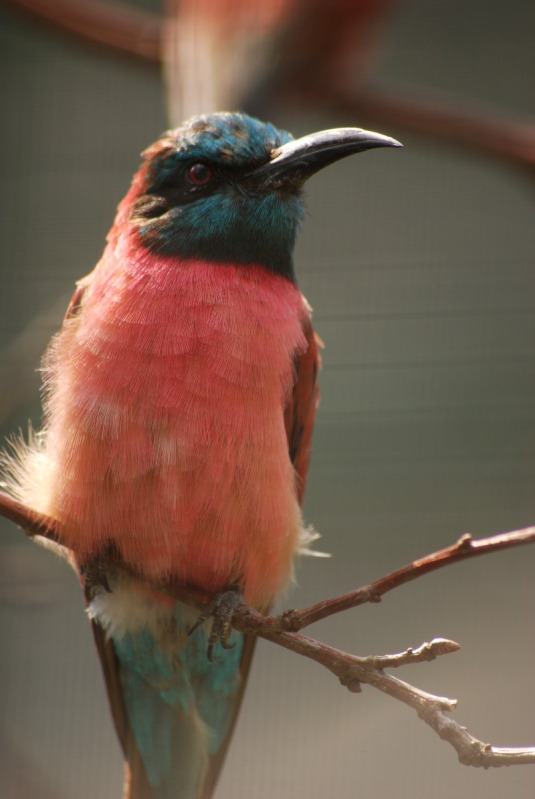 Blue-throated carmine bee-eater