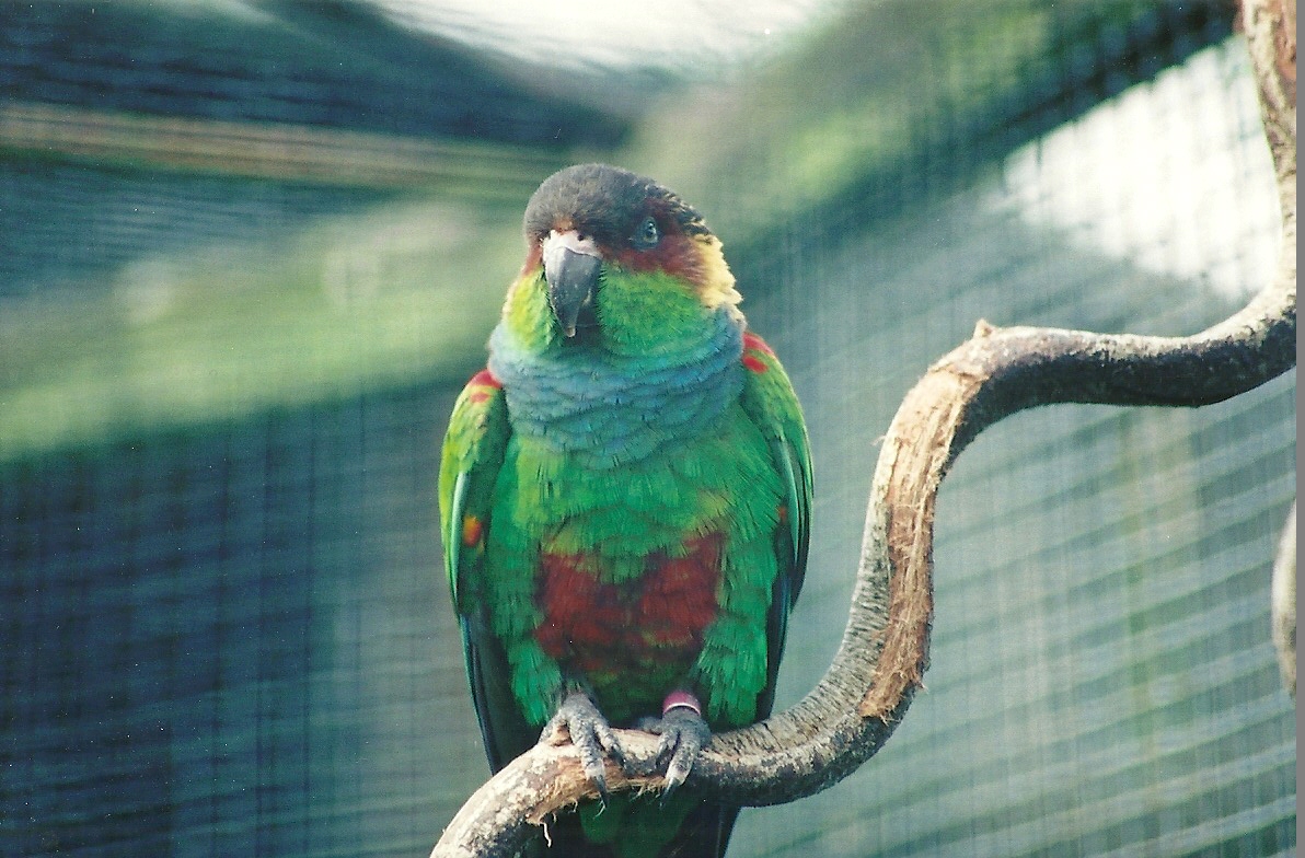 Blue-throated Conure, 29th April 2008