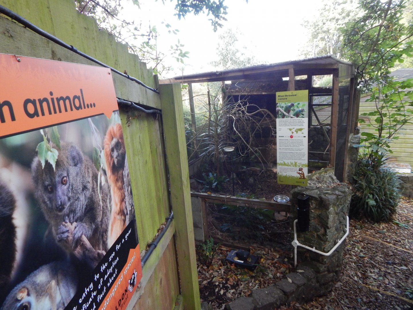 Blue-throated conure aviary 021120