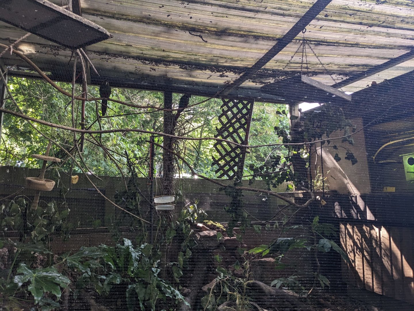 Blue-throated Conure Aviary