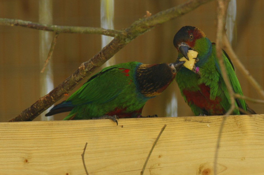 Blue-throated conure (Pyrrhura cruentata)