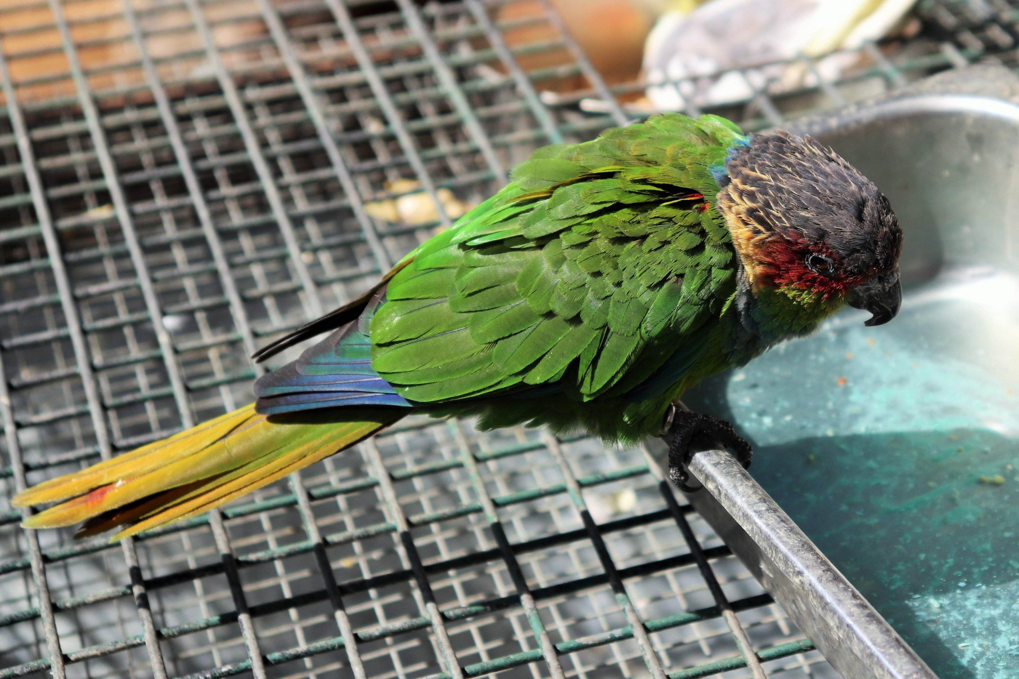 Blue-throated Conure (Pyrrhura cruentata)