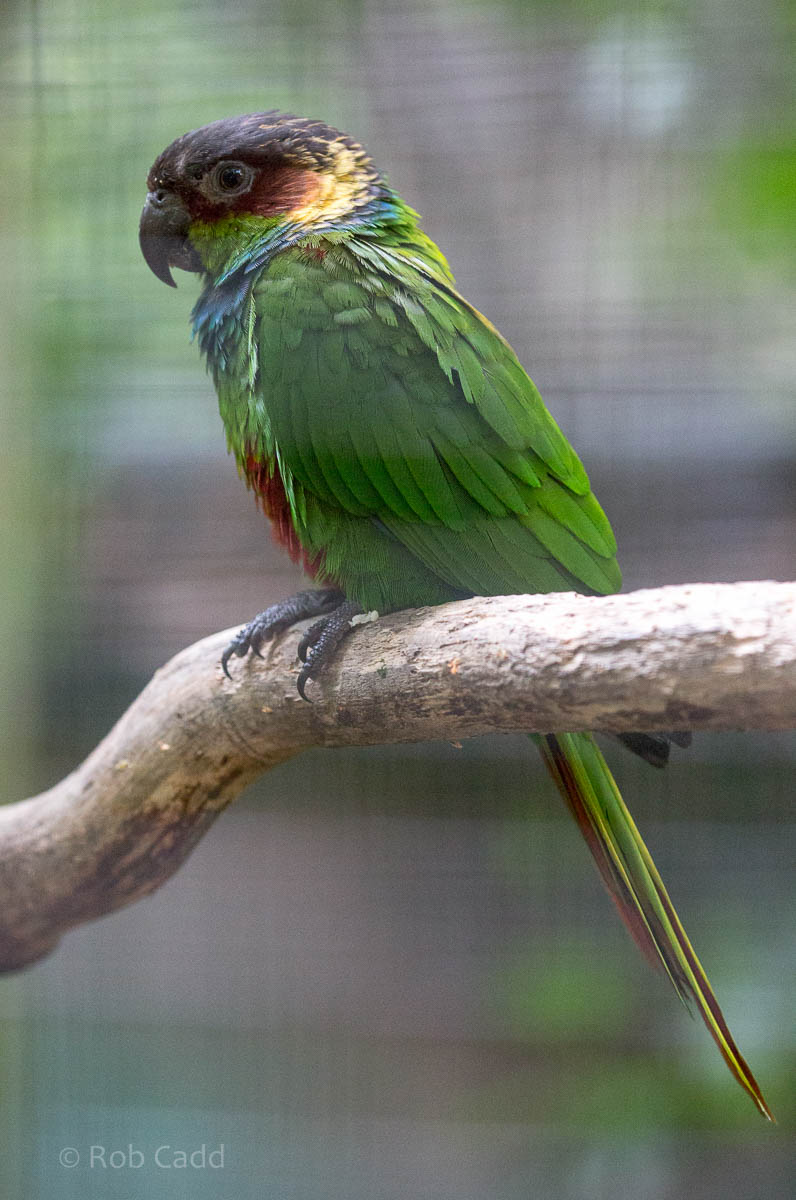 Blue-throated conure : Shaldon : 24 Sep 2015