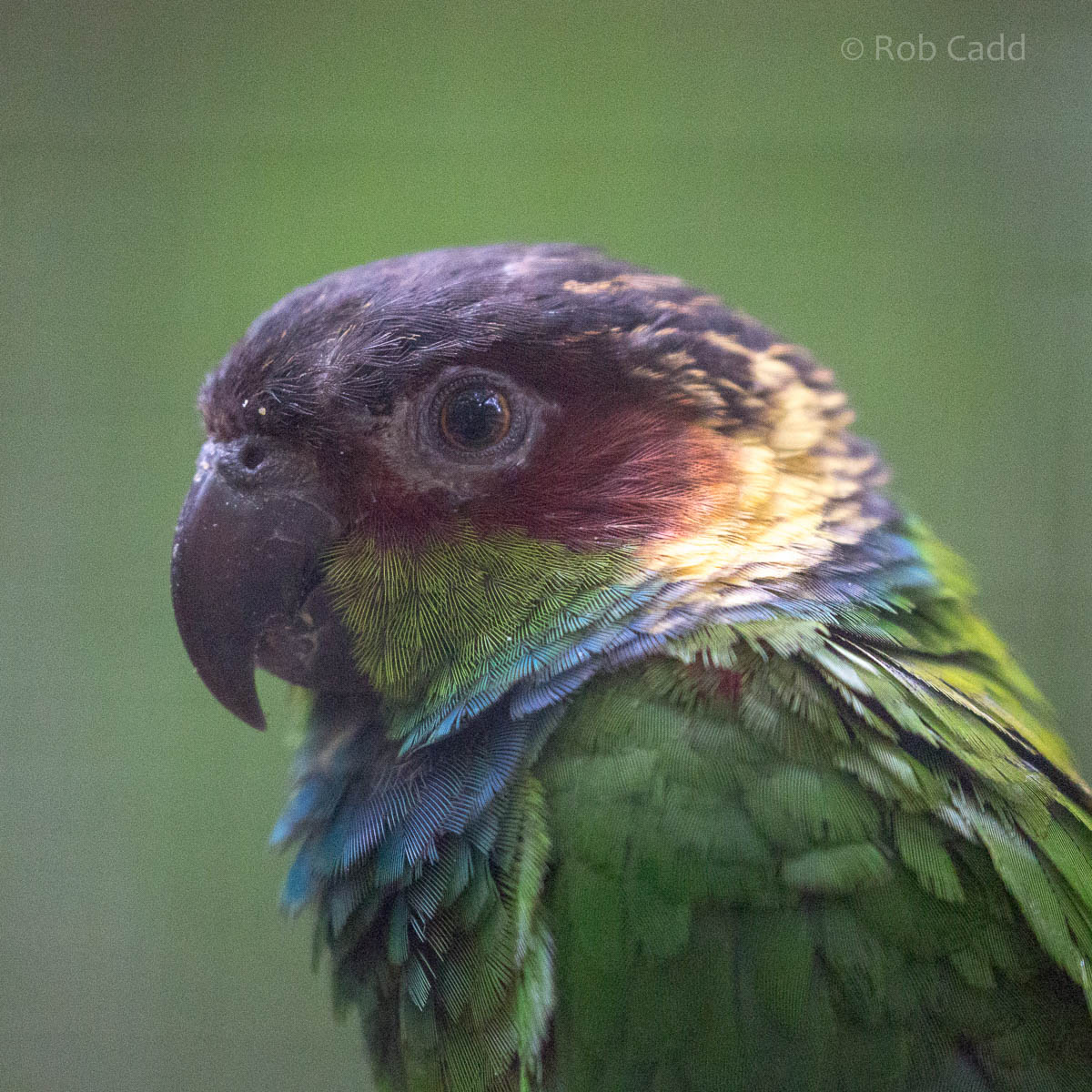 Blue-throated conure : Shaldon : 24 Sep 2015