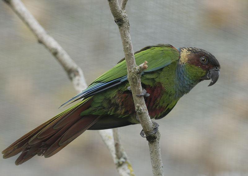 Blue-throated conure