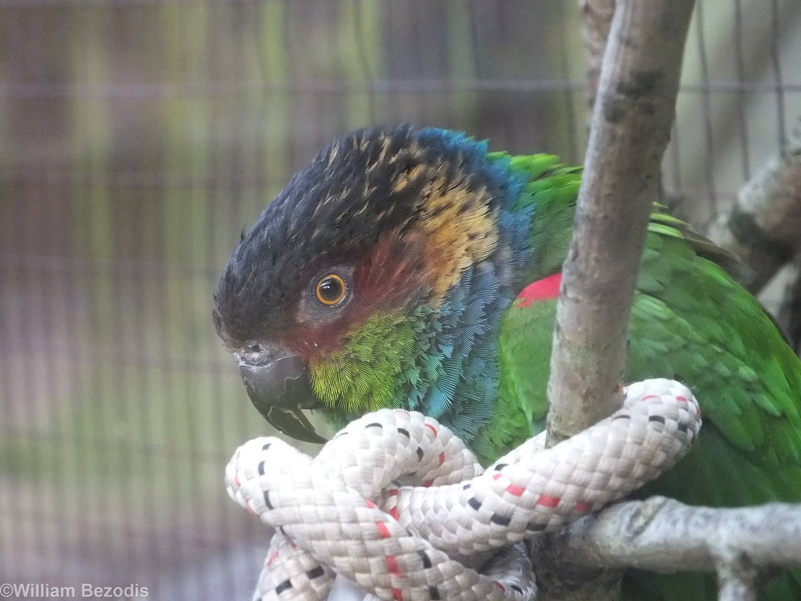 Blue-throated Conure