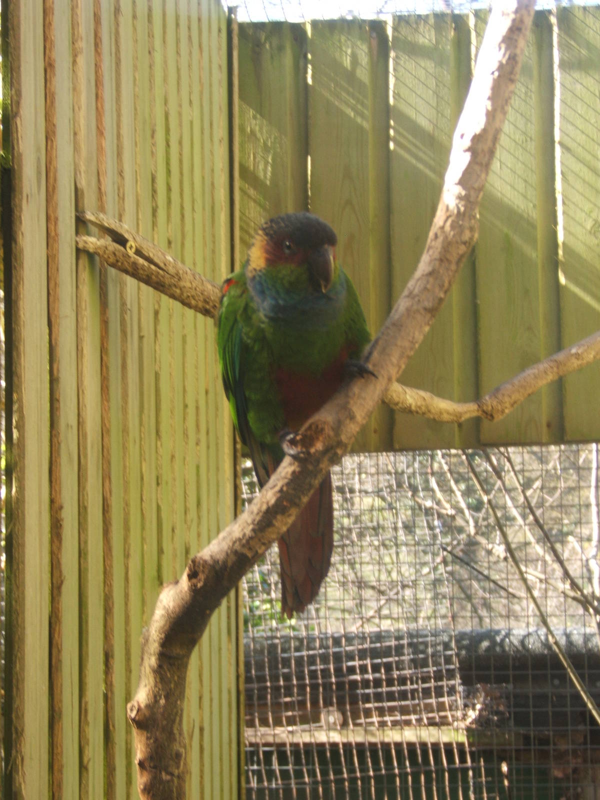 Blue-throated Conure