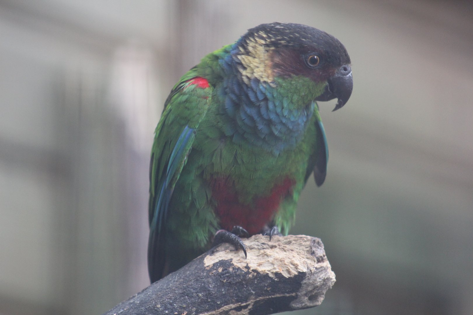 Blue-Throated Conure