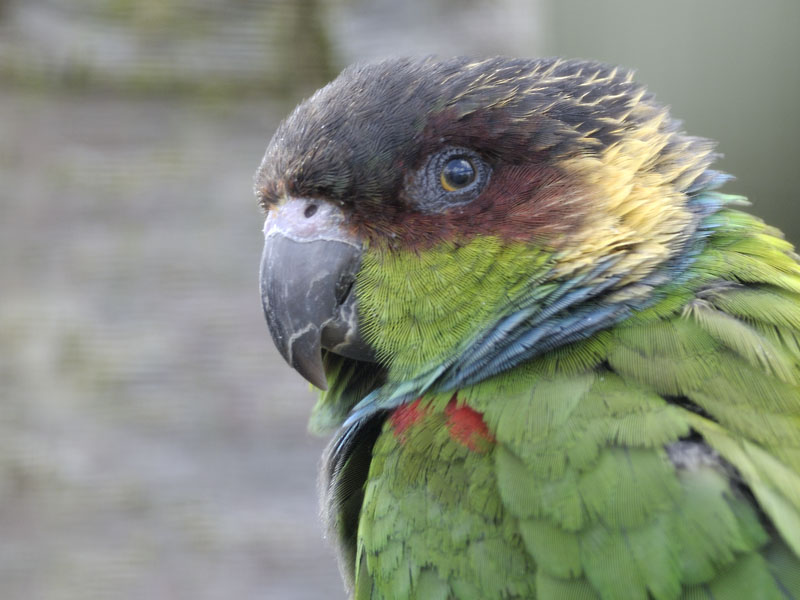Blue throated conure