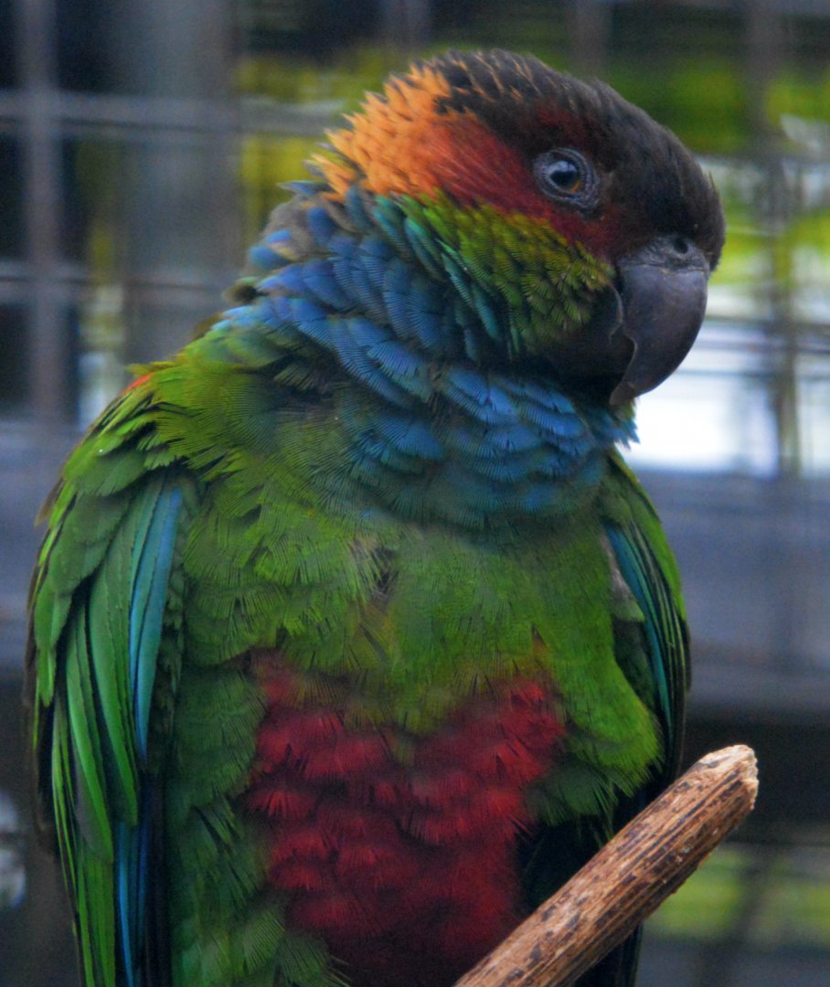 Blue Throated Conure