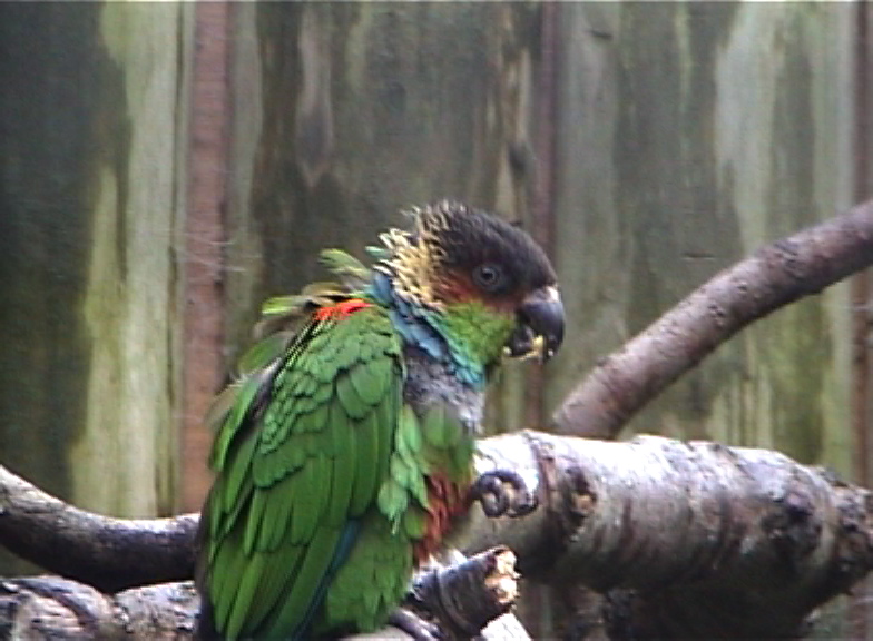 Blue throated conure