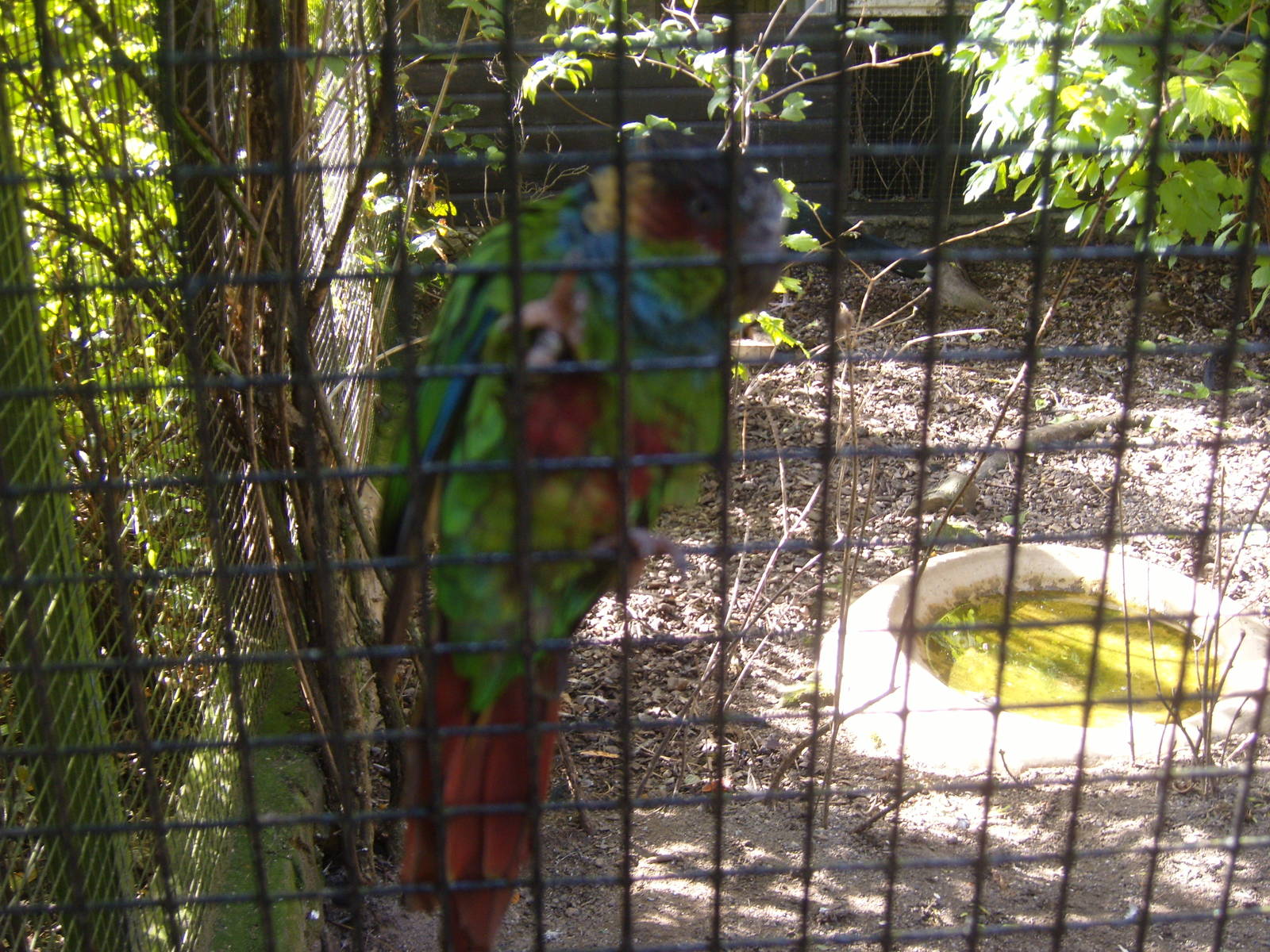 Blue-throated Conure
