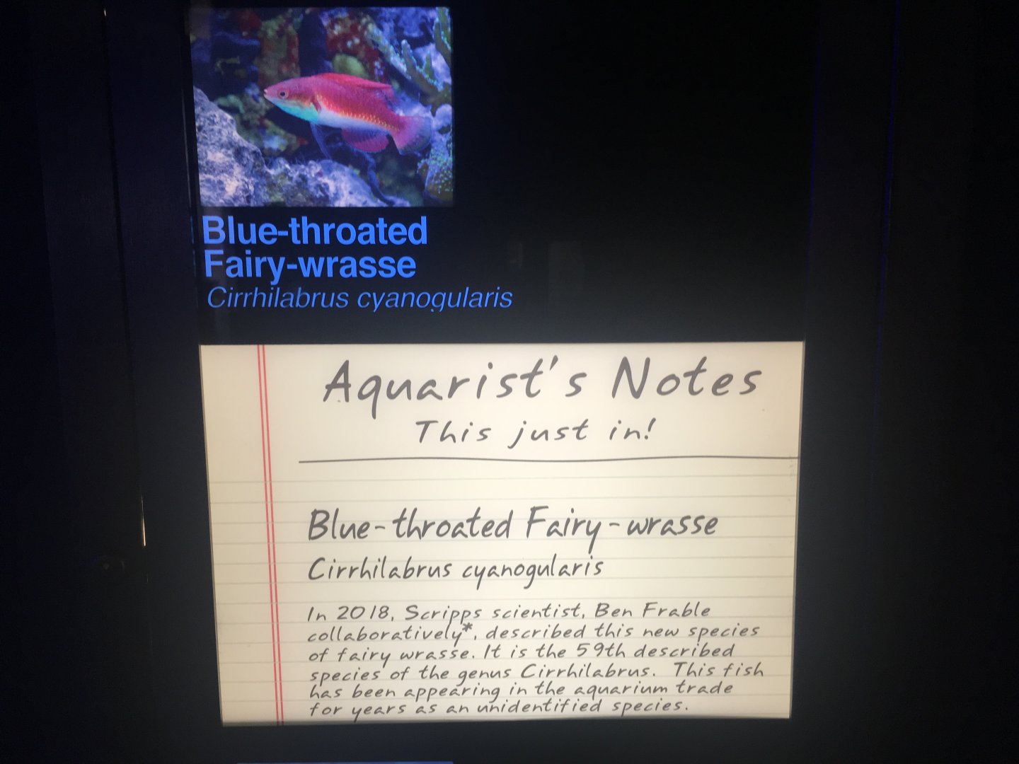 Blue-throated Fairy-wrasse