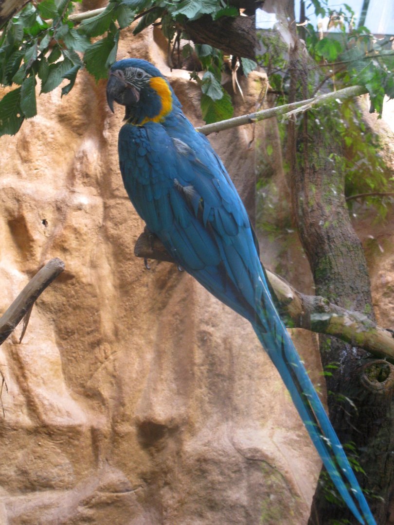 Blue-throated Macaw - 08.2013