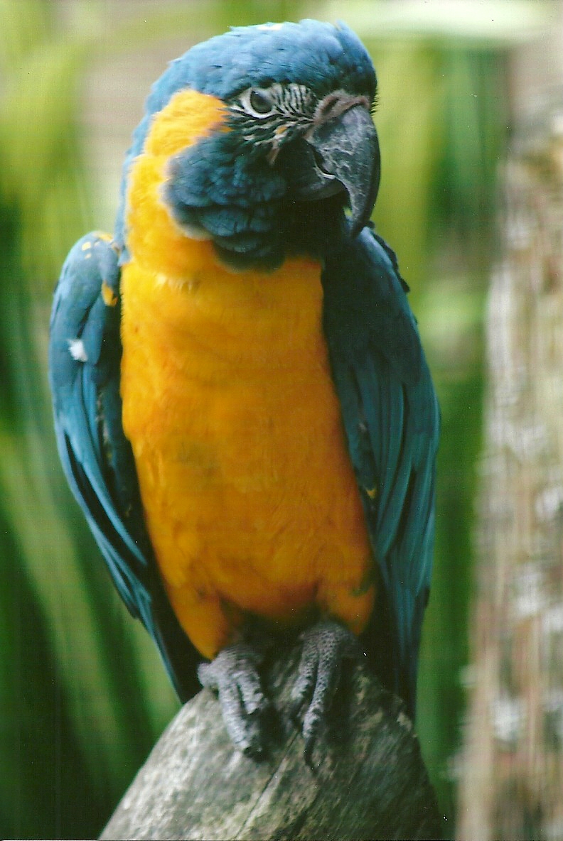 Blue-throated Macaw 13th September 2012