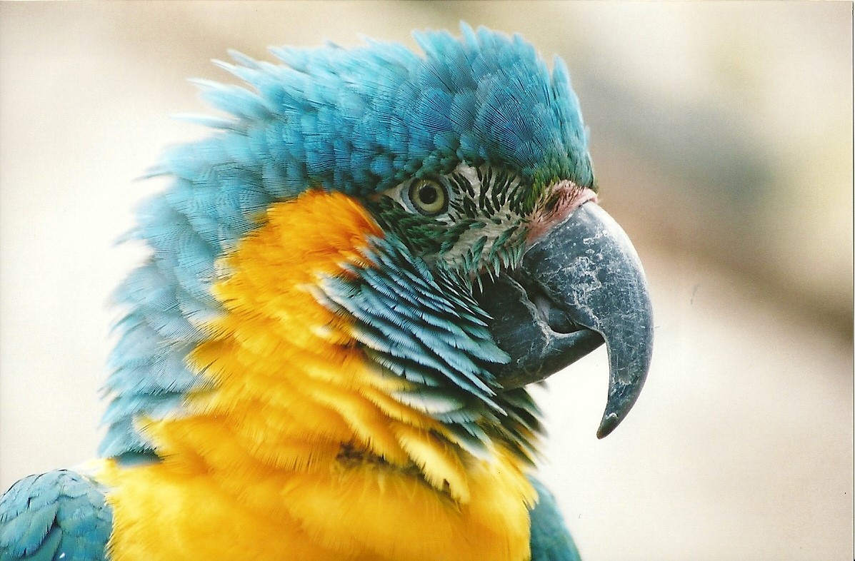 Blue-throated Macaw, 20th May 2006