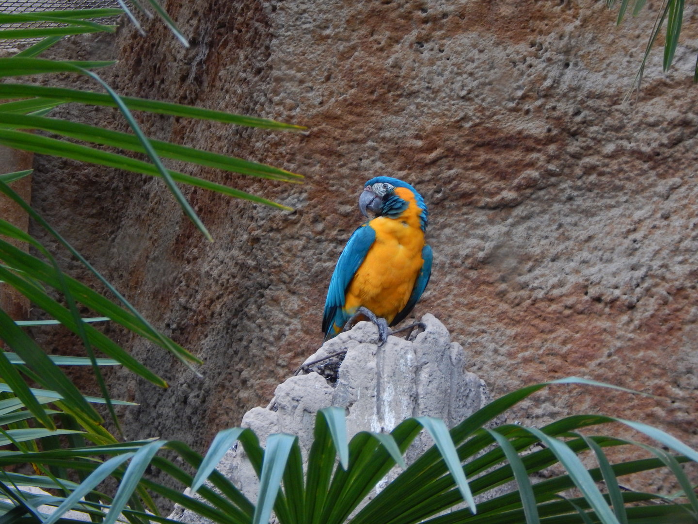 Blue-throated macaw 221022