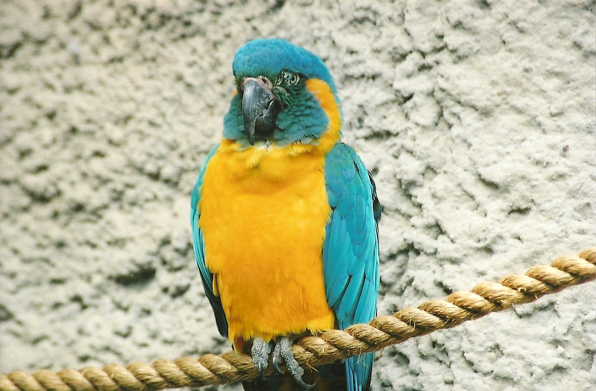 Blue-throated Macaw, 27th April 2007