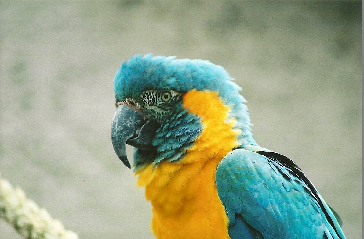 Blue-throated Macaw, 28th April 2008