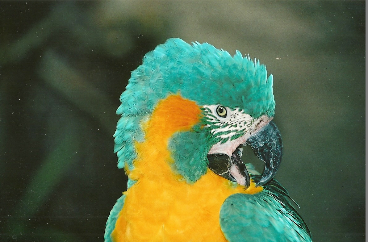 Blue-throated Macaw, 7th October 2007