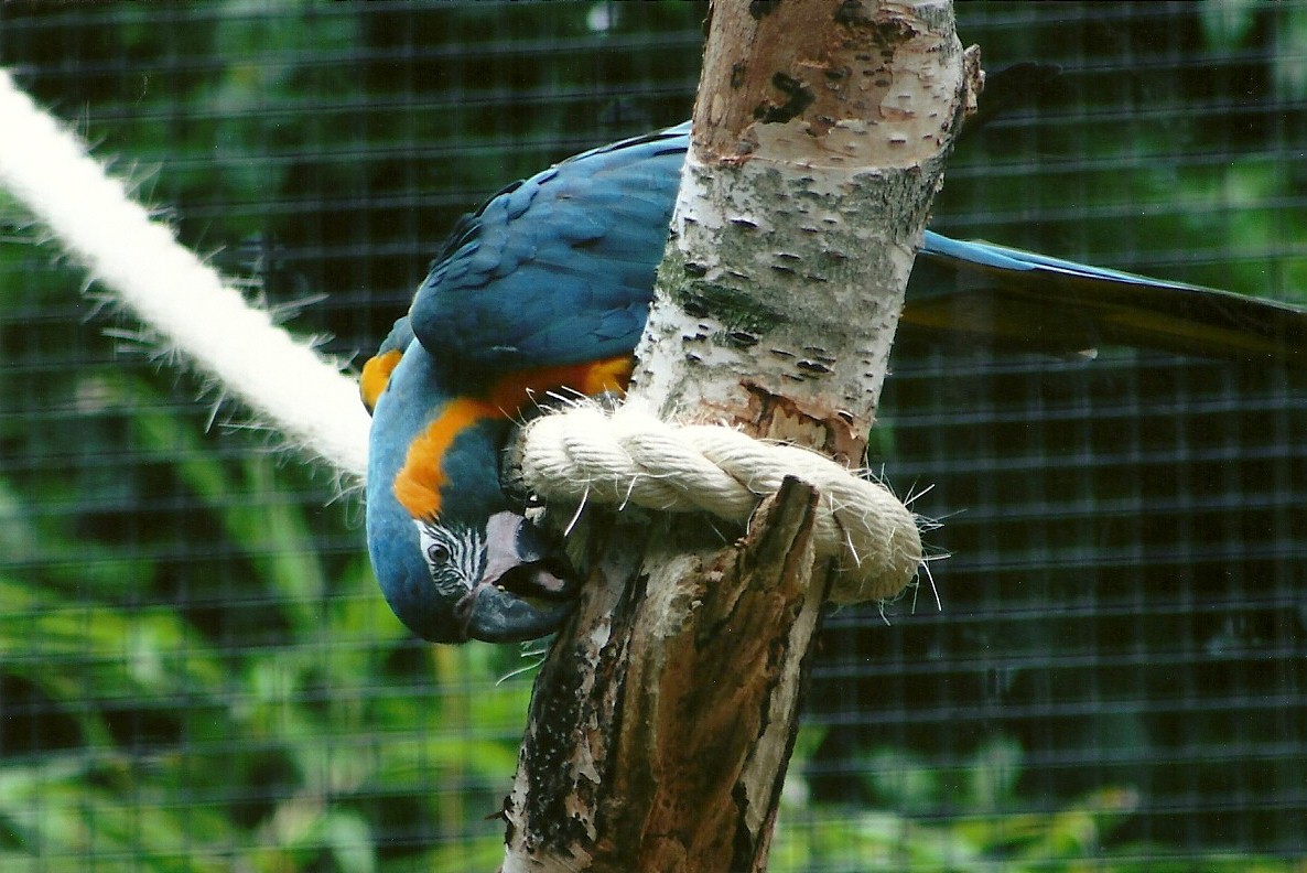 Blue-throated Macaw, 8th September 2011