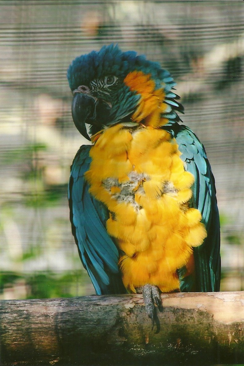 Blue-throated Macaw 8th September 2012