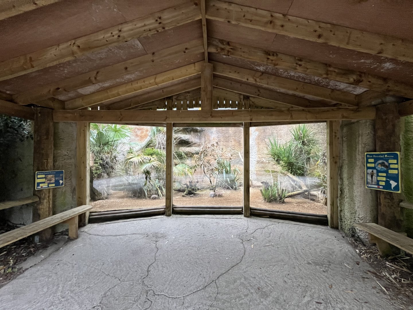 Blue-throated macaw and Elegant crested tinamou aviary 29.6.24