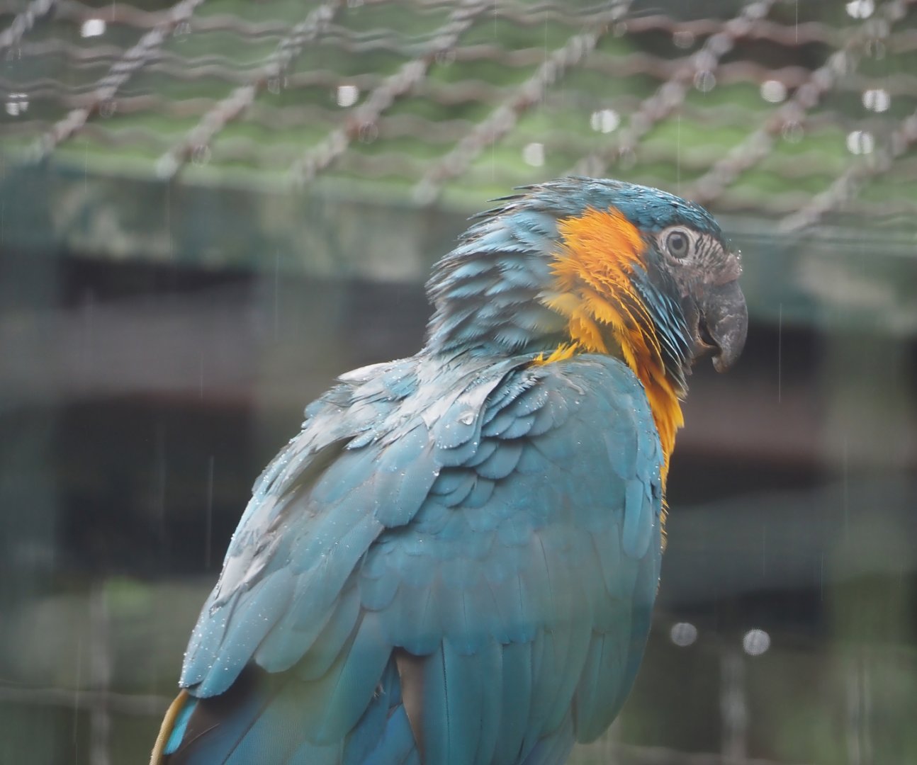 Blue-throated macaw (Ara glaucogularis), 2024-05-22