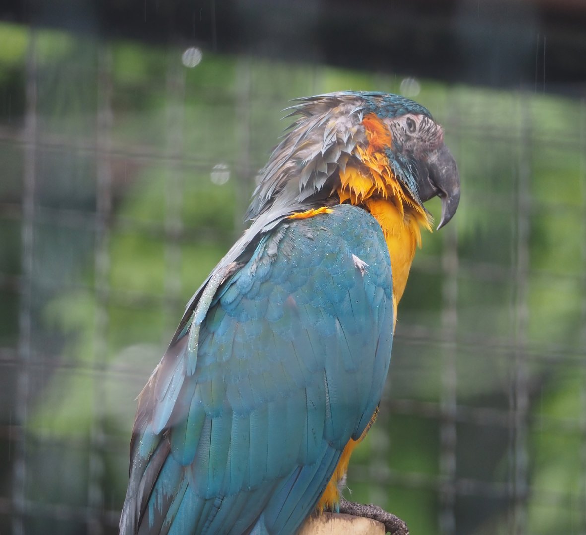Blue-throated macaw (Ara glaucogularis), 2024-05-22