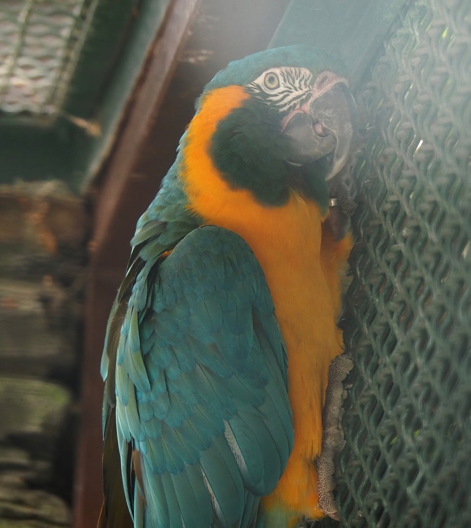 Blue-throated macaw (Ara glaucogularis), 2024-05-23