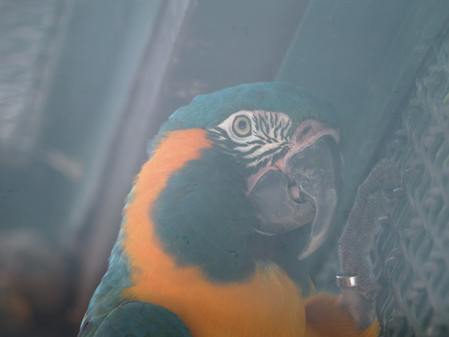 Blue-throated macaw (Ara glaucogularis), 2024-05-23